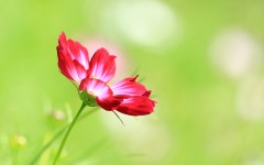 Desktop wallpaper. Flowers. ID:68485