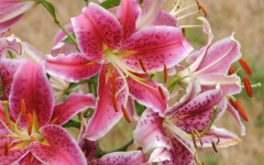 Desktop wallpaper. Flowers. ID:68486