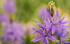 Desktop wallpaper. Flowers. ID:68487