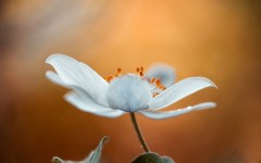 Desktop wallpaper. Flowers. ID:68488