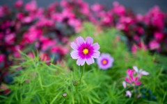 Desktop wallpaper. Flowers. ID:68489