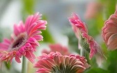 Desktop wallpaper. Flowers. ID:68490