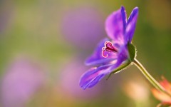 Desktop wallpaper. Flowers. ID:68492