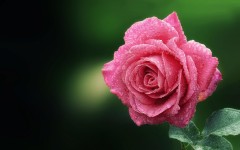 Desktop wallpaper. Flowers. ID:68496