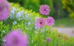 Desktop wallpaper. Flowers. ID:68497