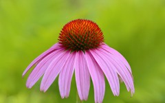 Desktop wallpaper. Flowers. ID:68501