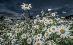 Desktop wallpaper. Flowers. ID:68502