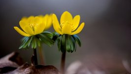 Desktop wallpaper. Flowers. ID:93752