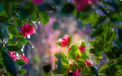 Desktop wallpaper. Flowers. ID:68505