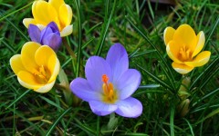 Desktop wallpaper. Flowers. ID:68507