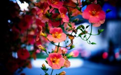 Desktop wallpaper. Flowers. ID:68509
