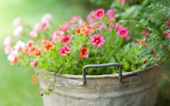 Desktop wallpaper. Flowers. ID:68510