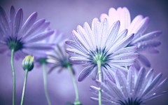 Desktop wallpaper. Flowers. ID:68512