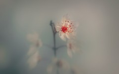 Desktop wallpaper. Flowers. ID:68642