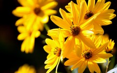 Desktop wallpaper. Flowers. ID:68513