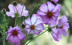 Desktop wallpaper. Flowers. ID:68514