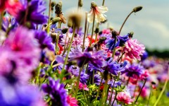 Desktop wallpaper. Flowers. ID:68516
