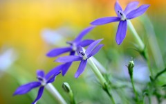 Desktop wallpaper. Flowers. ID:68517