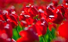 Desktop wallpaper. Flowers. ID:68518