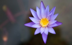Desktop wallpaper. Flowers. ID:68519