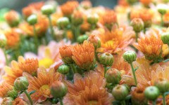 Desktop wallpaper. Flowers. ID:68520