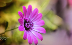 Desktop wallpaper. Flowers. ID:68521