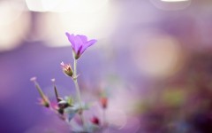 Desktop wallpaper. Flowers. ID:68643