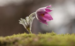 Desktop wallpaper. Flowers. ID:68522