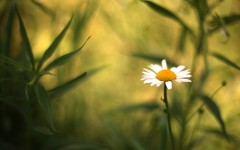 Desktop wallpaper. Flowers. ID:68523