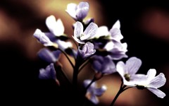Desktop wallpaper. Flowers. ID:68525