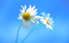 Desktop wallpaper. Flowers. ID:68527