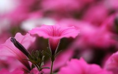 Desktop wallpaper. Flowers. ID:68528