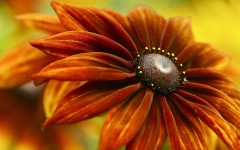 Desktop wallpaper. Flowers. ID:68529