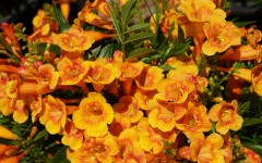 Desktop wallpaper. Flowers. ID:68531