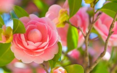 Desktop wallpaper. Flowers. ID:68532