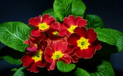 Desktop wallpaper. Flowers. ID:68533