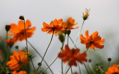 Desktop wallpaper. Flowers. ID:68534