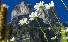 Desktop wallpaper. Flowers. ID:68537