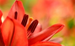 Desktop wallpaper. Flowers. ID:68538