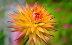 Desktop wallpaper. Flowers. ID:68539