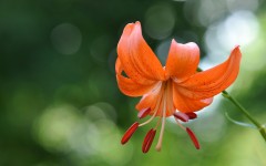 Desktop wallpaper. Flowers. ID:68540