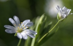 Desktop wallpaper. Flowers. ID:68542