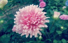 Desktop wallpaper. Flowers. ID:68543