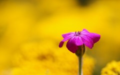 Desktop wallpaper. Flowers. ID:68545