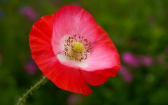 Desktop wallpaper. Flowers. ID:68548