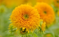 Desktop wallpaper. Flowers. ID:68549