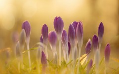 Desktop image. Flowers. ID:68551