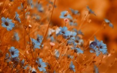 Desktop wallpaper. Flowers. ID:68554