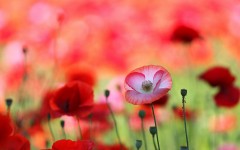 Desktop wallpaper. Flowers. ID:68555