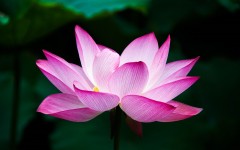 Desktop wallpaper. Flowers. ID:68556